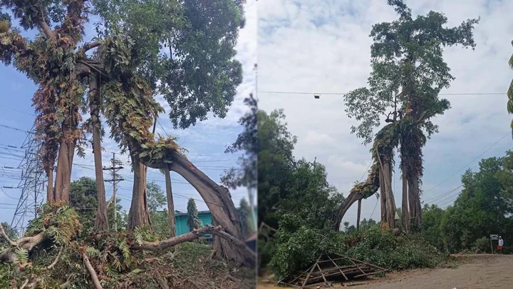 ফটিকছড়িতে কেটে ফেলা হচ্ছে ১৫০ বছরের পুরোনো বটগাছ
